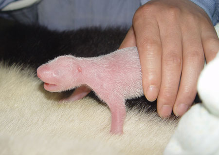 これは何の動物?