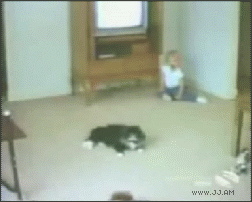 車が猫を!!